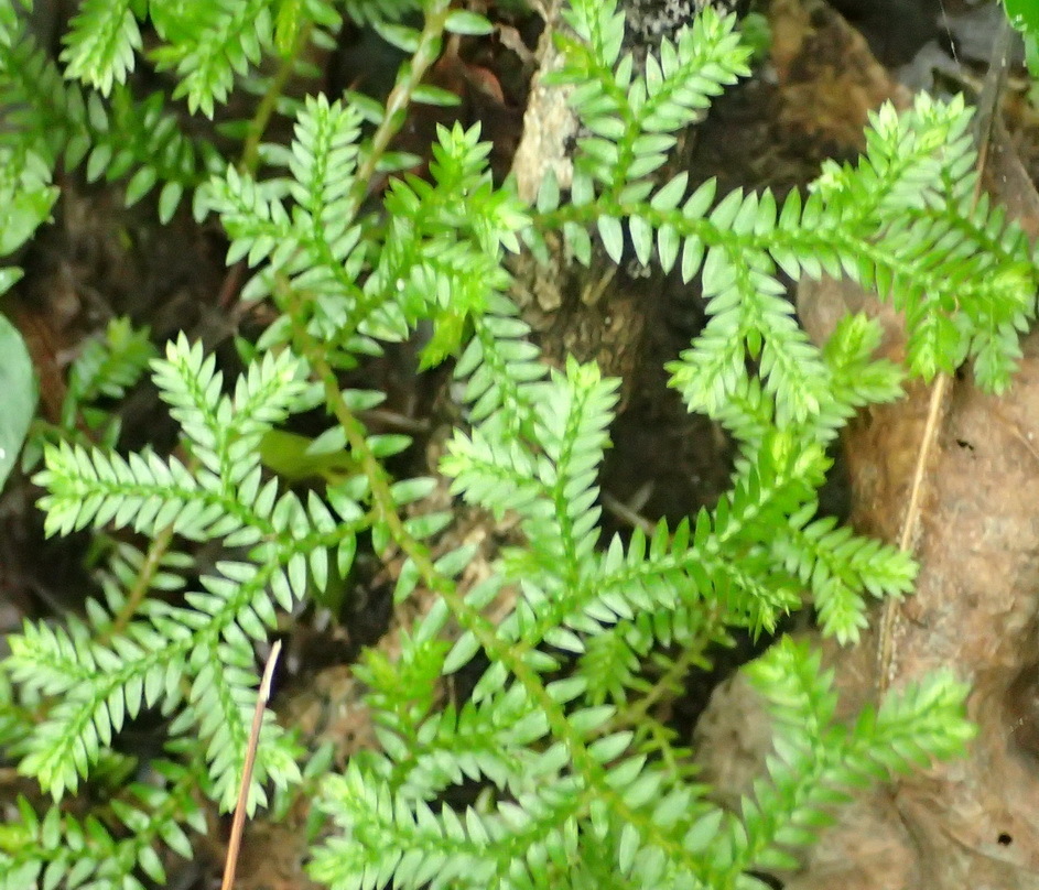 Selaginella kraussiana (Krauss' spikemoss), non-native California herb