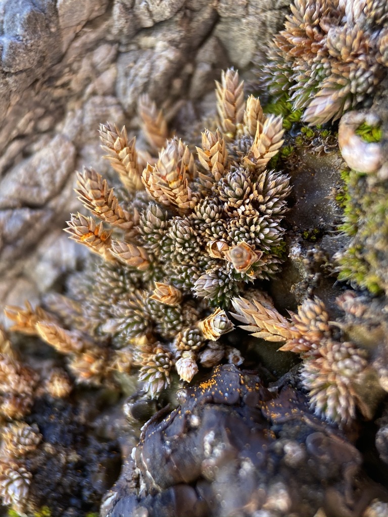 Selaginella leucobryoides (Mojave spike-moss), native California herb