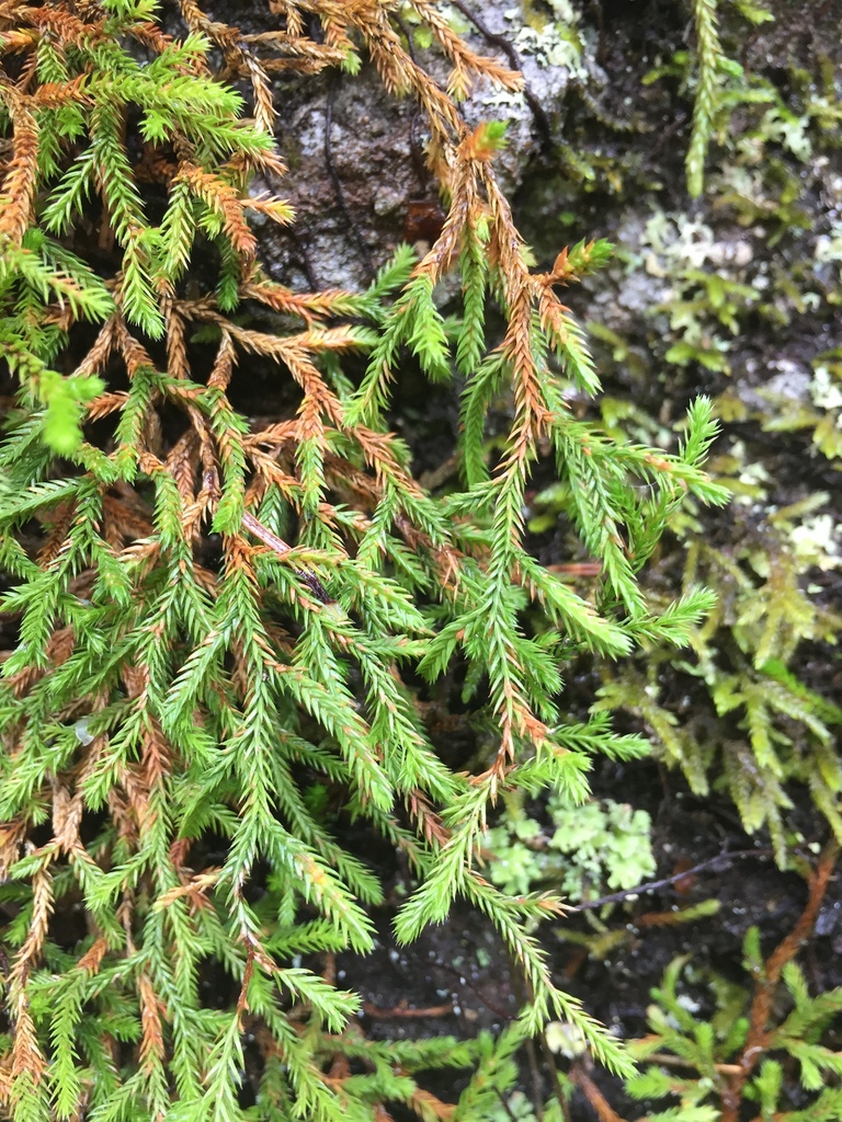 Selaginella oregana (Oregon spike moss), native California herb