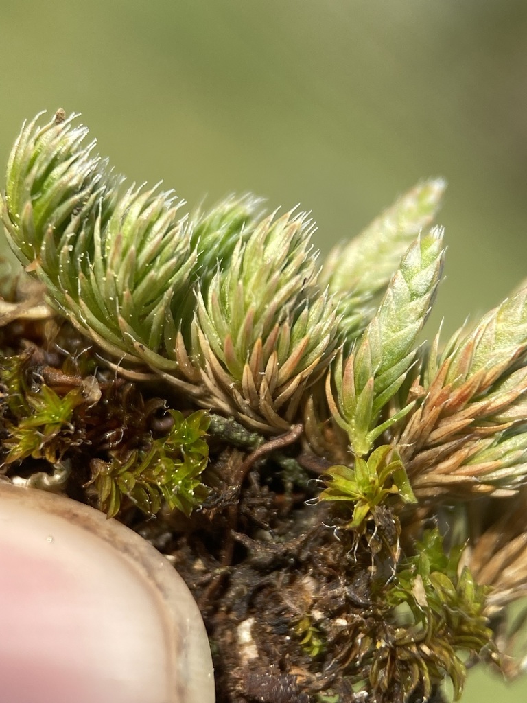 Selaginella scopulorum (Rocky mountain spike-moss), native California spikemoss