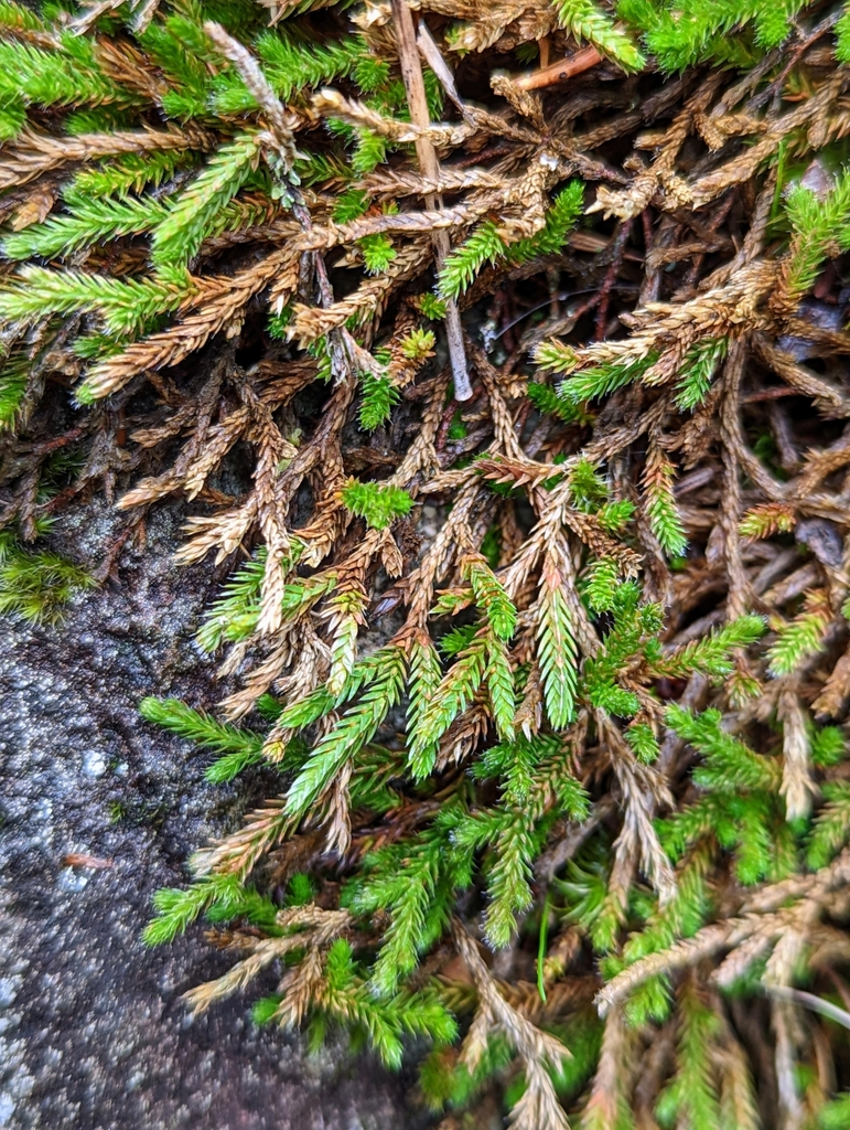 Selaginella wallacei (Wallace moss fern), native California herb
