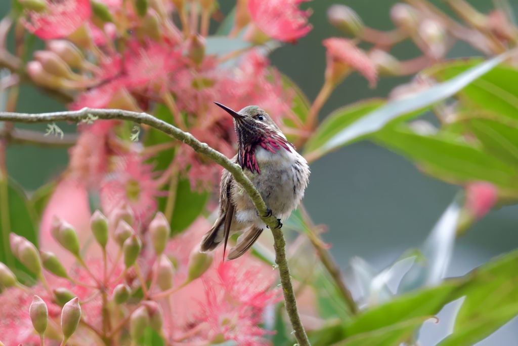 Selasphorus calliope (Calliope Hummingbird), California species