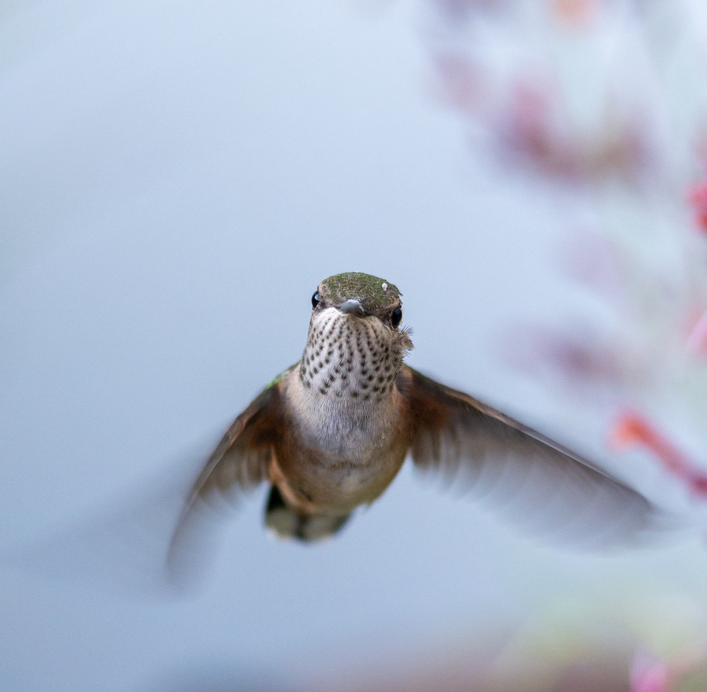 Selasphorus platycercus (Broad-tailed Hummingbird), California species