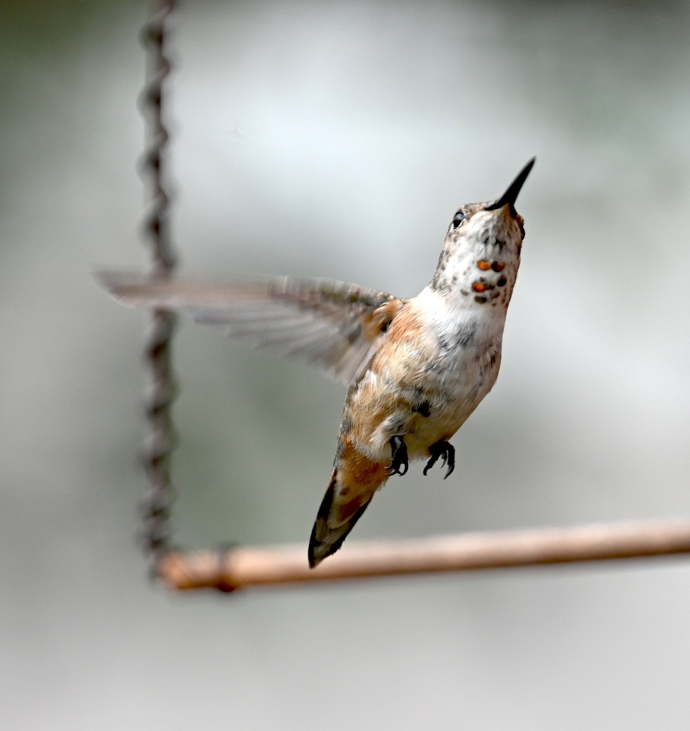Selasphorus rufus (Rufous Hummingbird), California species