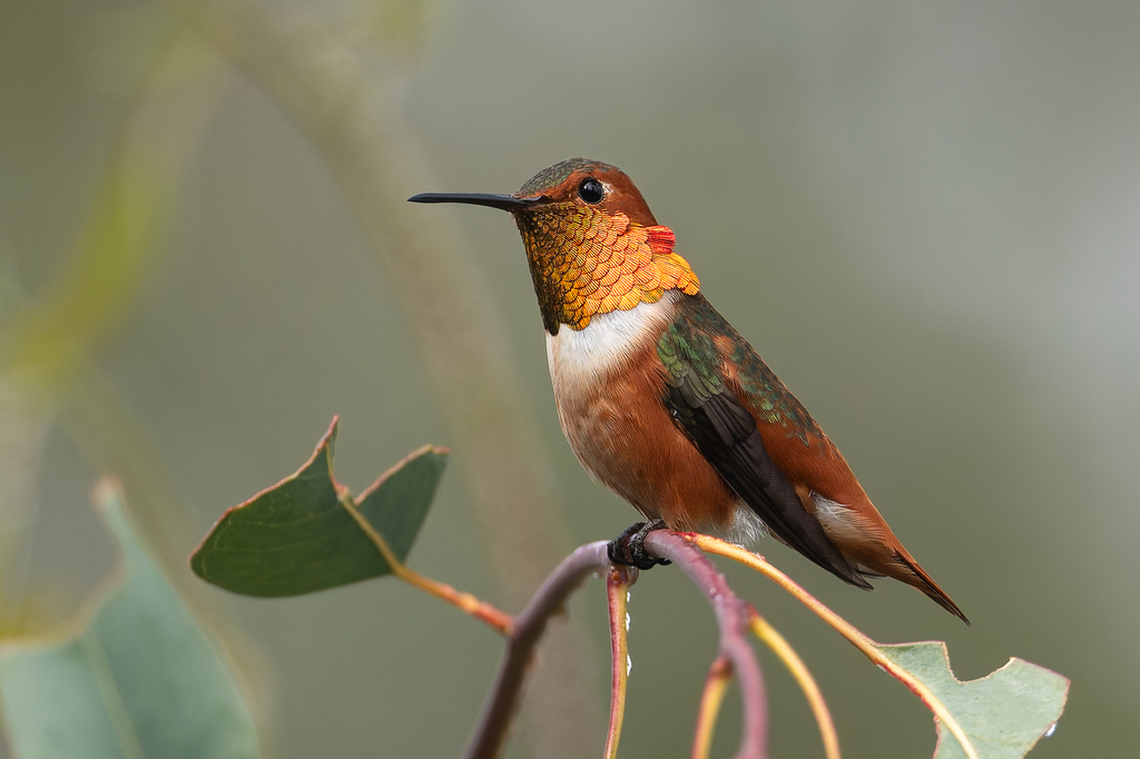 Selasphorus sasin (Allen's Hummingbird), California species