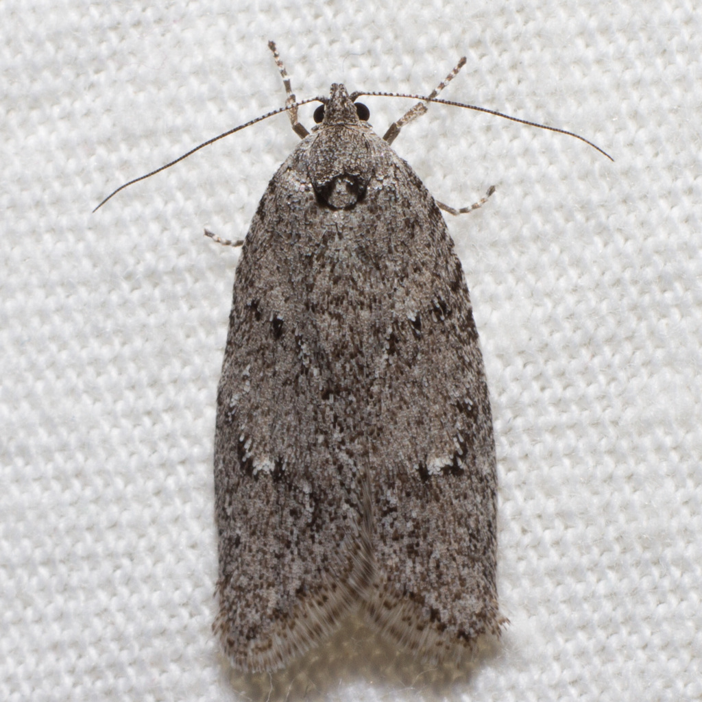 Semioscopis inornata, California species