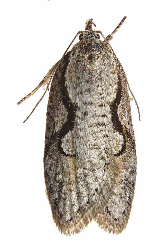 Semioscopis packardella, California species
