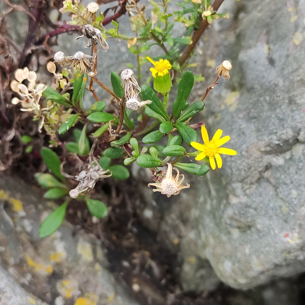Senecio angustifolius (Narrow-leaved south african ragwort), California shrub