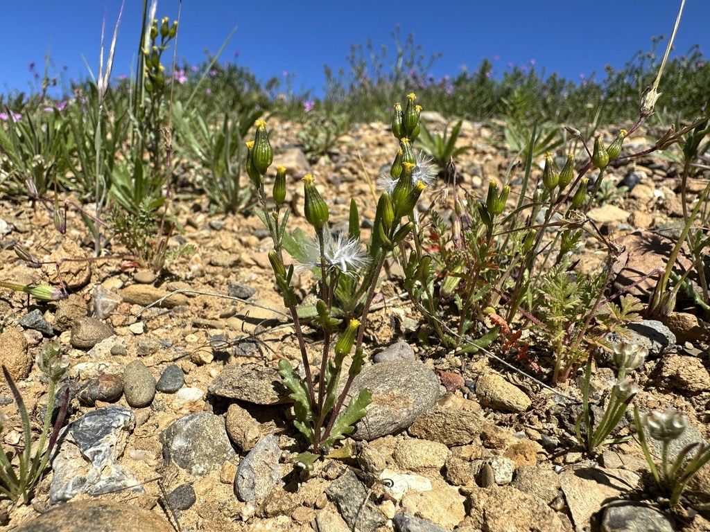Senecio aphanactis (Chaparral ragwort), native California herb