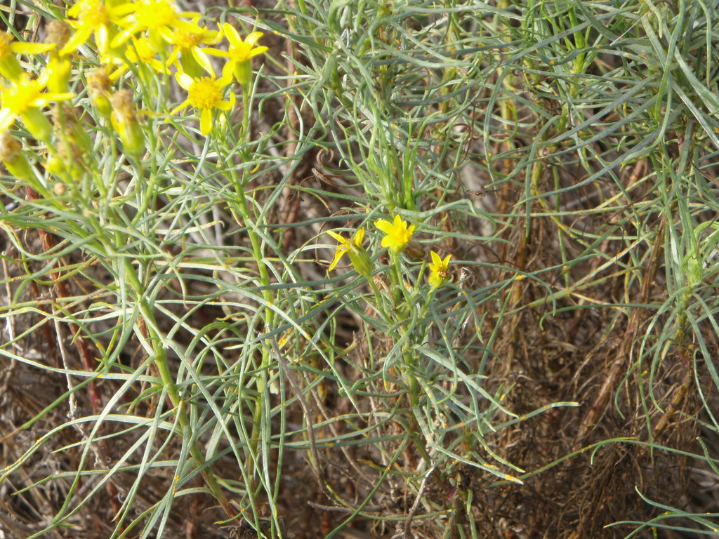 Senecio blochmaniae (Blochman's ragwort), native California subshrub