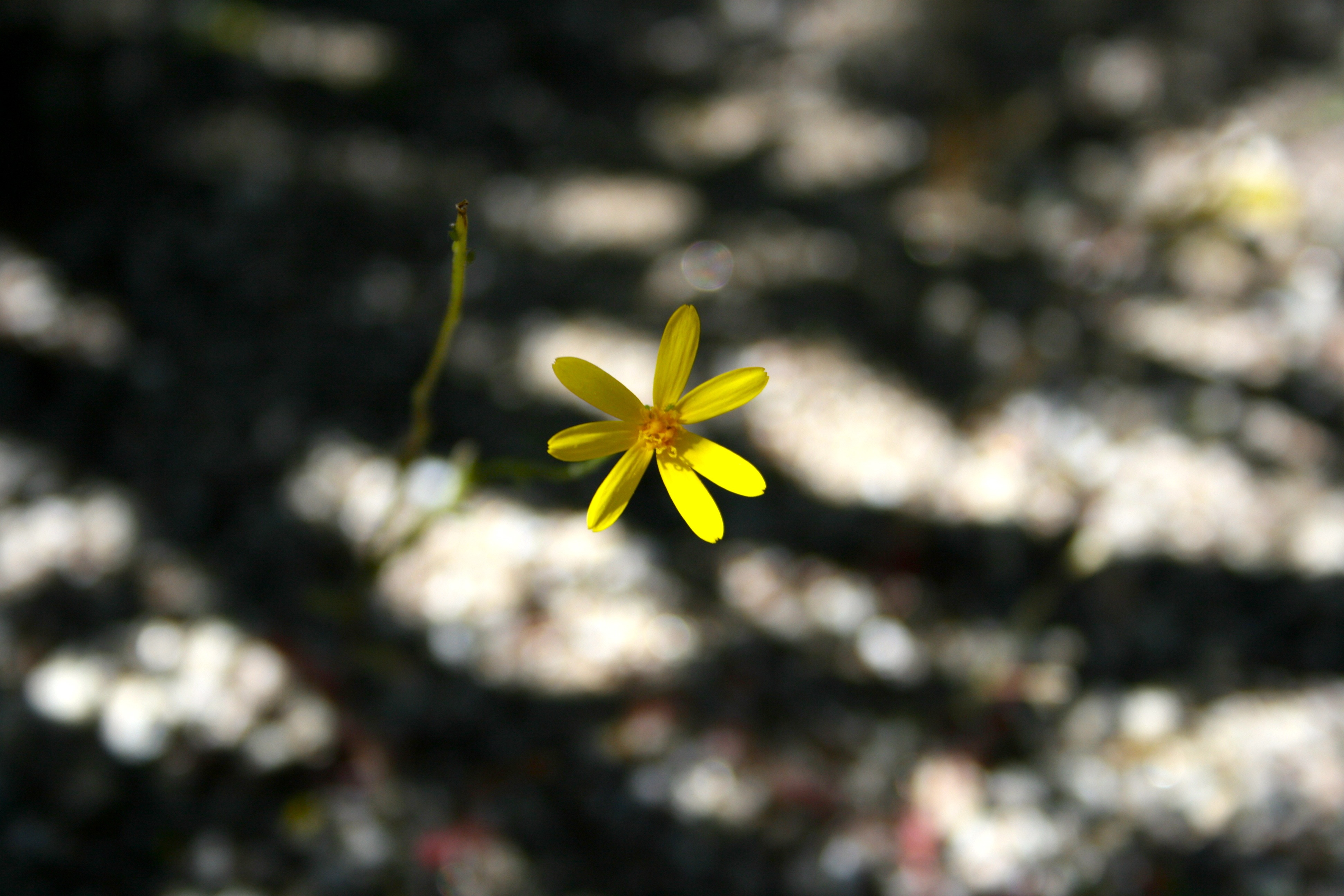 Senecio californicus (California ragwort), native California herb