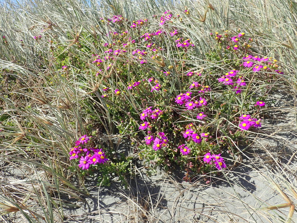 Senecio elegans (Red-purple ragwort), non-native California herb