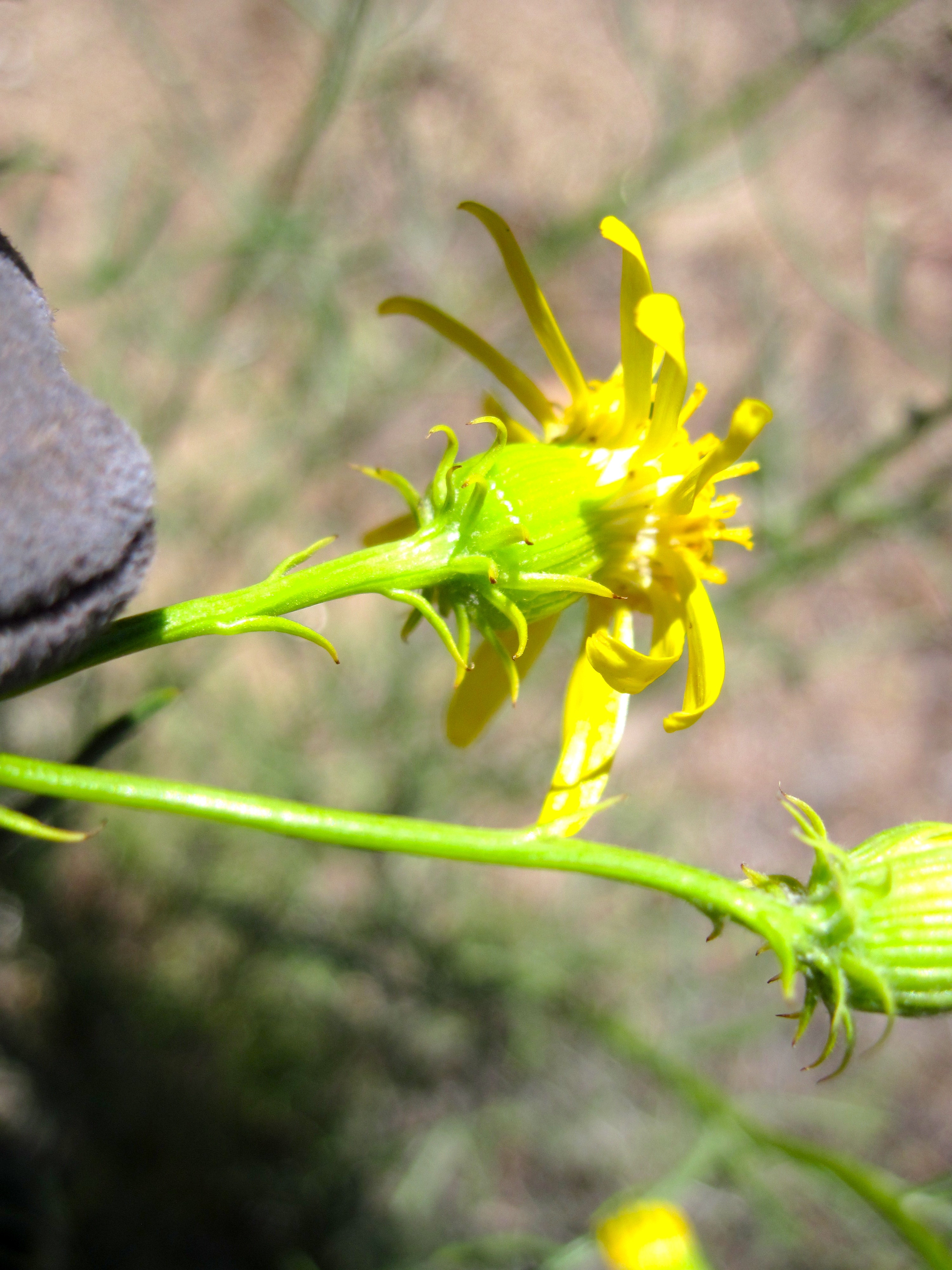 Senecio flaccidus var. douglasii (Douglas' threadleaf ragwort), native California subshrub