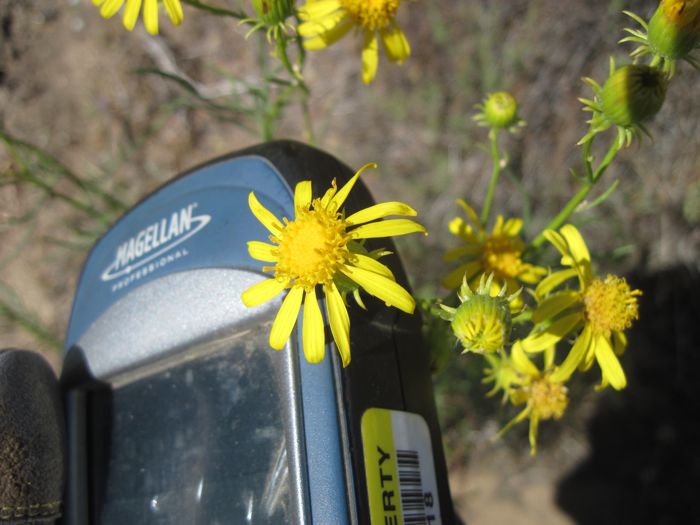 Senecio flaccidus (Threadleaf ragwort), native California subshrub