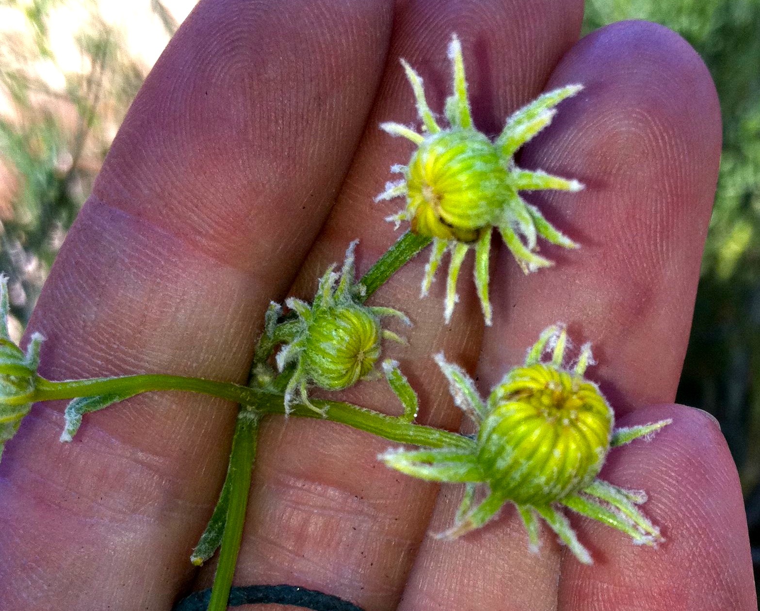 Senecio flaccidus — parent species of Senecio flaccidus var. monoensis