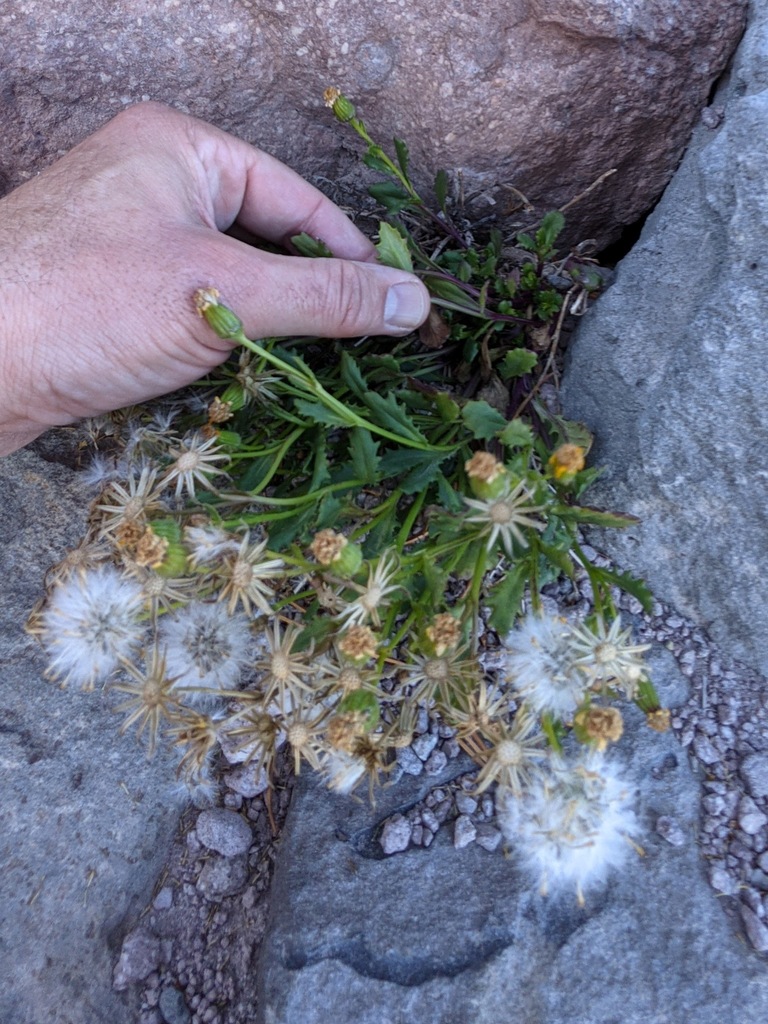 Senecio fremontii — parent species of Senecio fremontii var. occidentalis