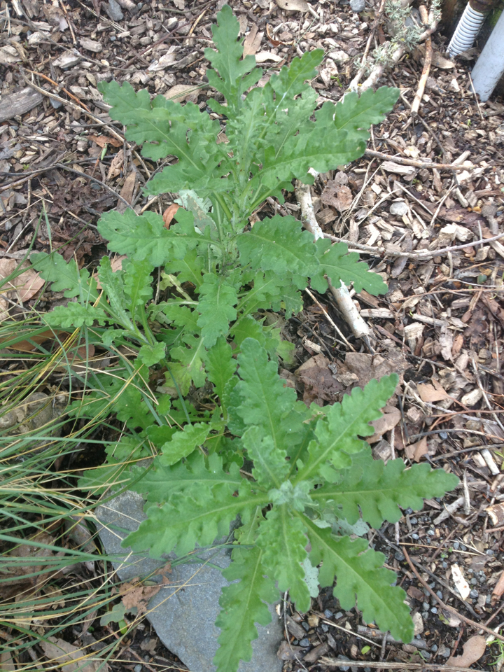 Senecio glomeratus (Cutleaf burnweed), non-native California herb