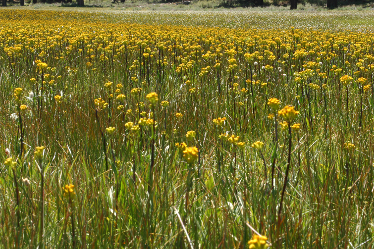 Senecio hydrophiloides (Sweet marsh ragwort), native California herb