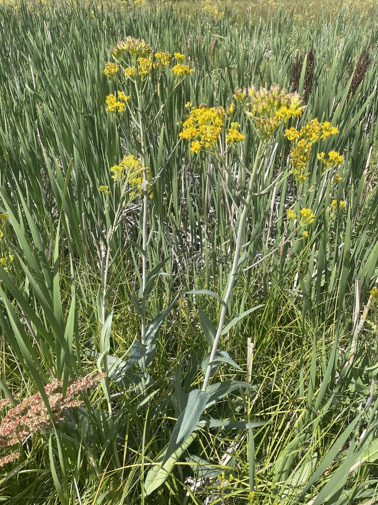 Senecio hydrophilus (Water ragwort), native California subshrub