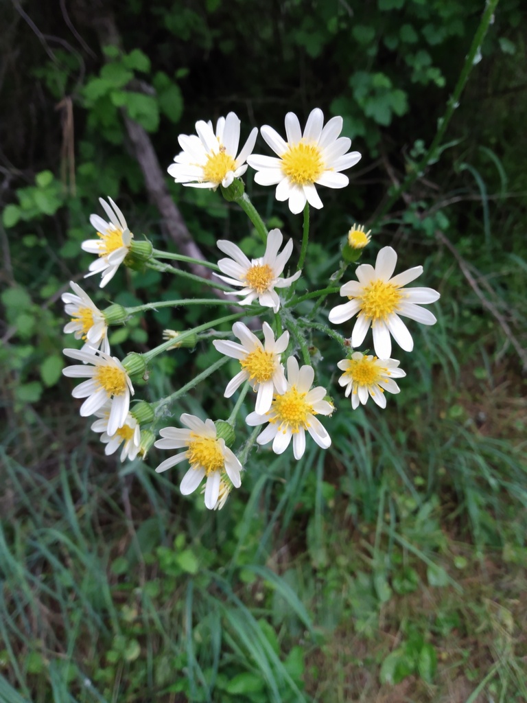 Senecio integerrimus (Lambstongue ragwort), native California herb