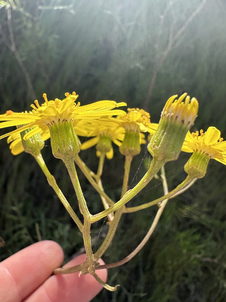Senecio lyonii (Island senecio), native California subshrub