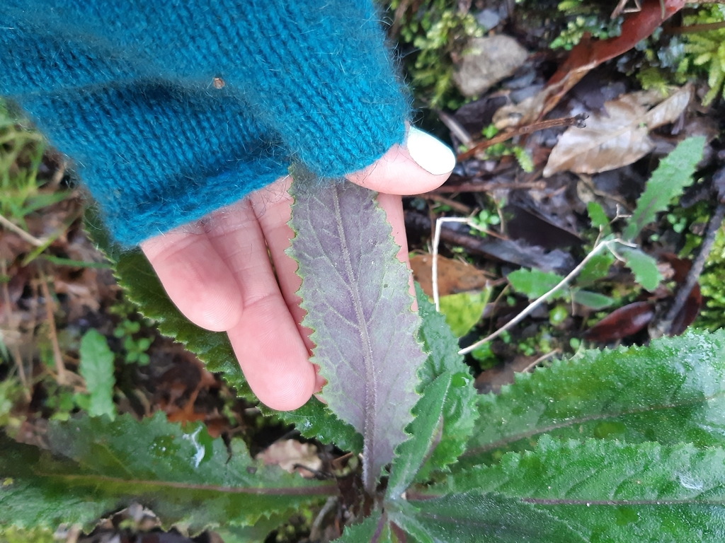 Senecio minimus (Coastal burnweed), non-native California herb