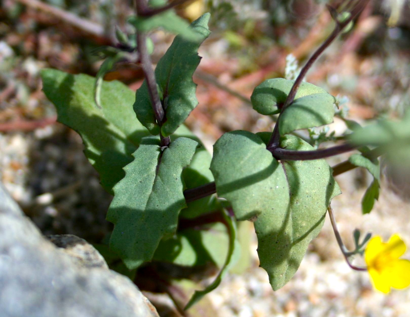 Senecio mohavensis (Mojave ragwort), native California herb