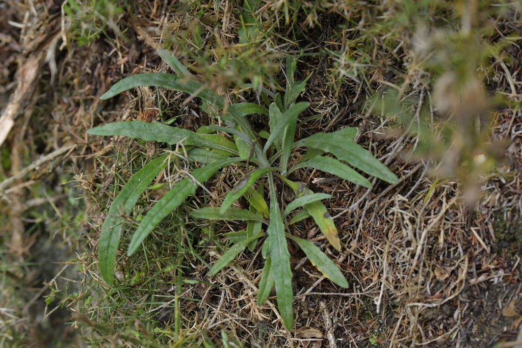 Senecio quadridentatus (Cotton burnweed), non-native California perennial