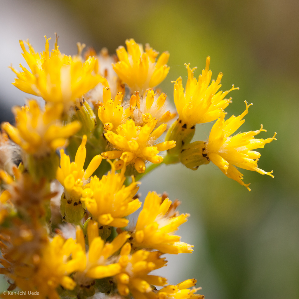 Senecio scorzonella (Sierra ragwort), native California herb