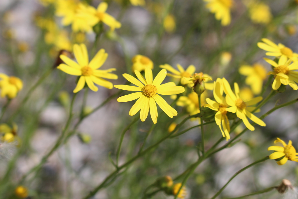 Senecio sp. (Ragwort), non-native California annual