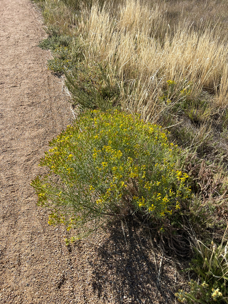 Senecio spartioides (Broom-like ragwort), native California subshrub