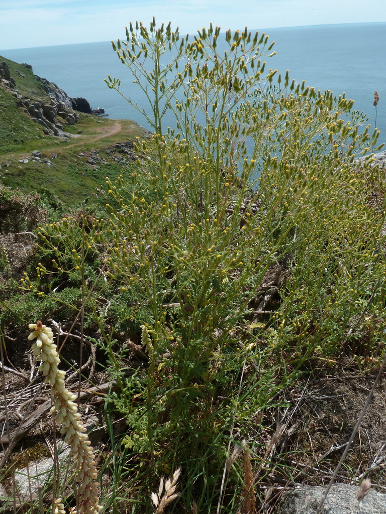Senecio sylvaticus (Woodland ragwort), non-native California herb