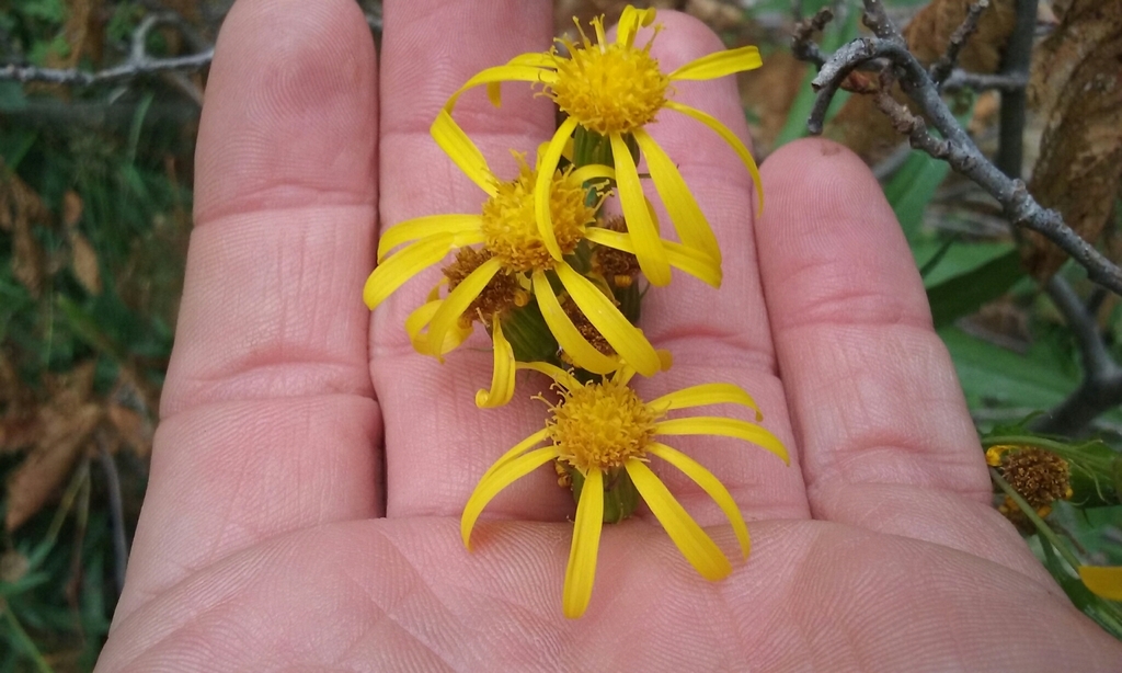 Senecio triangularis (Arrowleaf ragwort), native California subshrub