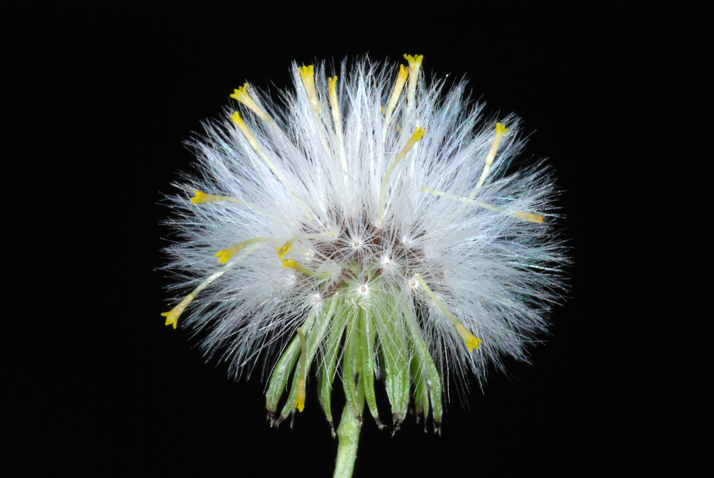Senecio vulgaris (Common groundsel), non-native California herb