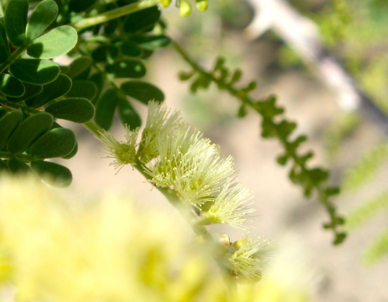 Senegalia greggii (Catclaw), native California shrub / tree