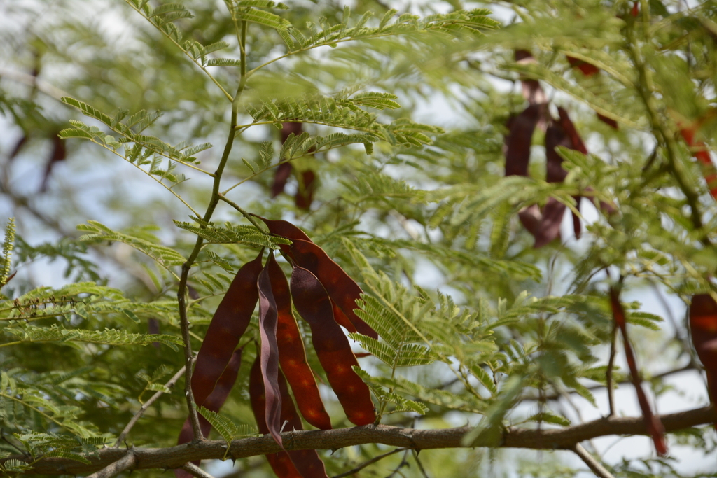 Senegalia sp., native California shrub