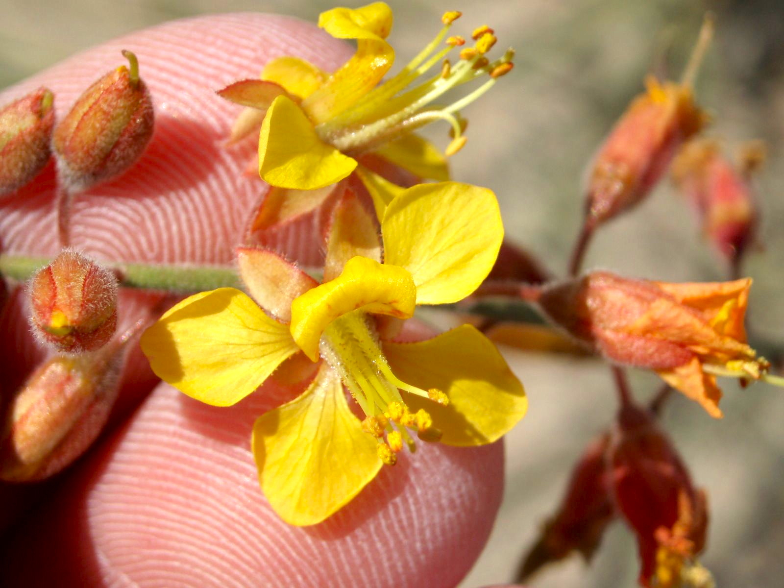 Senna armata (Spiny senna), native California shrub