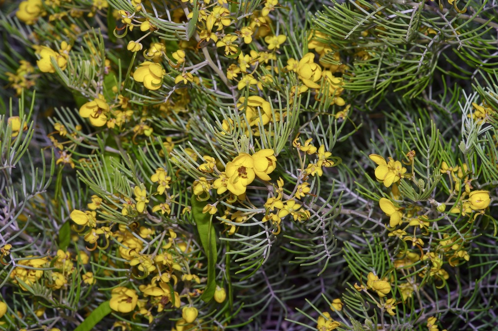 Senna artemisioides (Silver senna), non-native California shrub