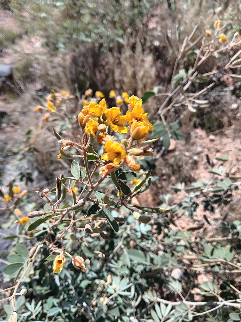 Senna covesii (Coues' cassia), native California subshrub