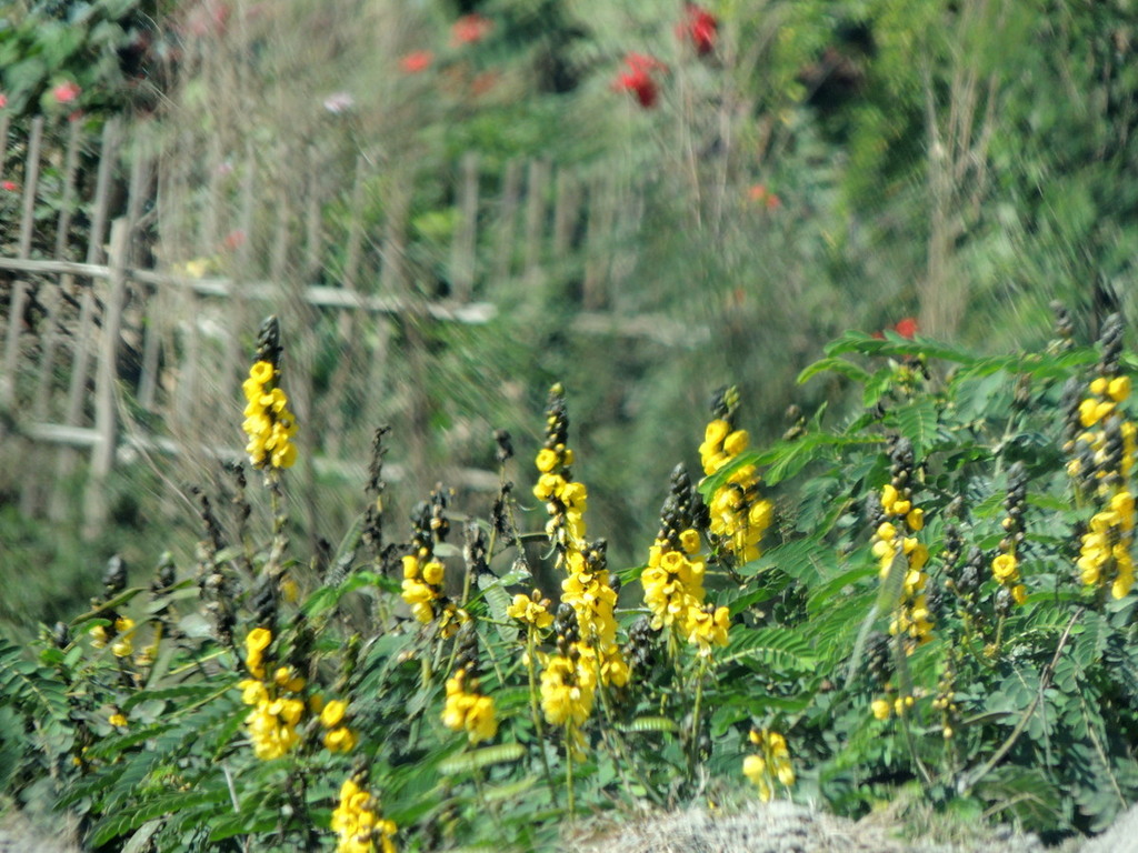 Senna didymobotrya (African senna), non-native California shrub