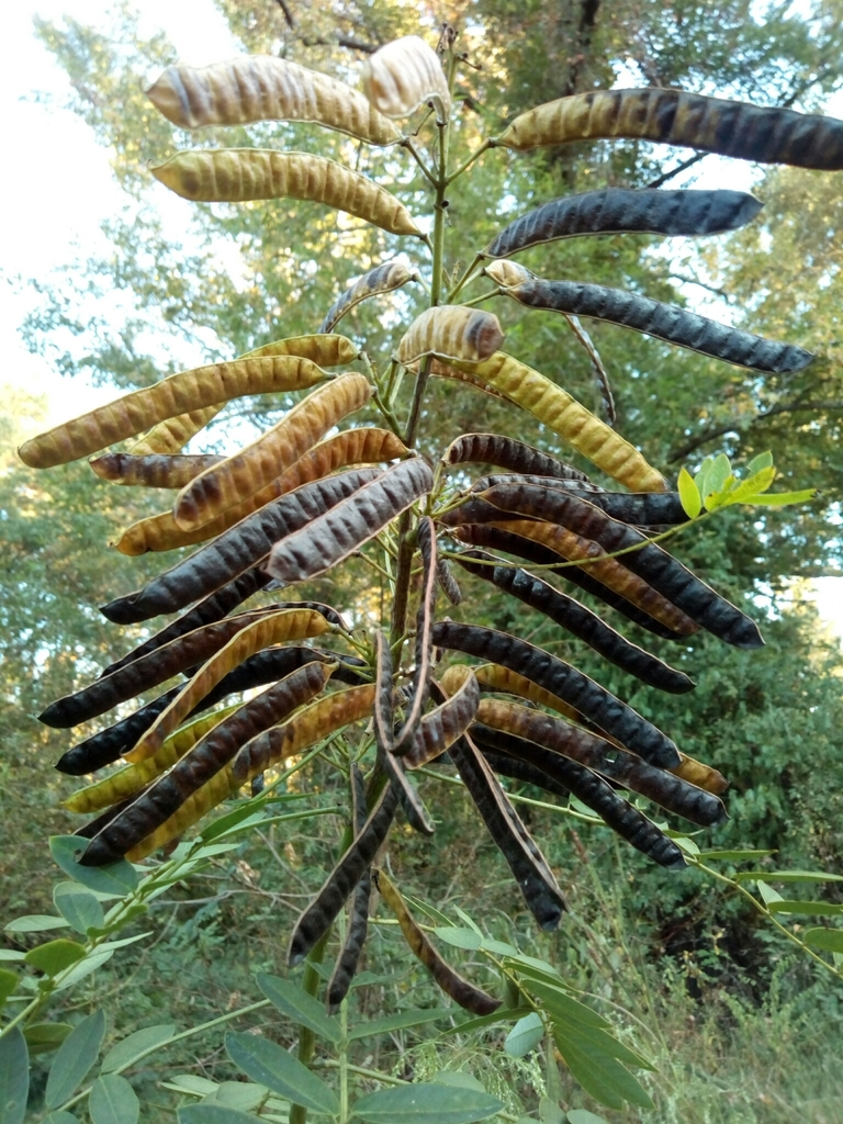Senna marilandica (Maryland senna), non-native California subshrub