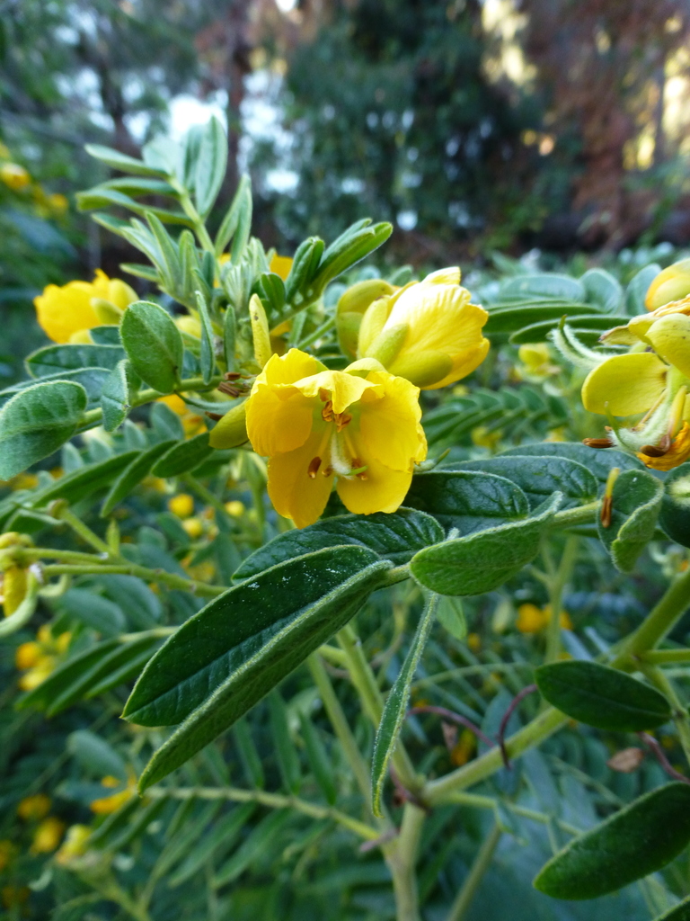 Senna multiglandulosa (Glandular cassia), non-native California shrub / tree