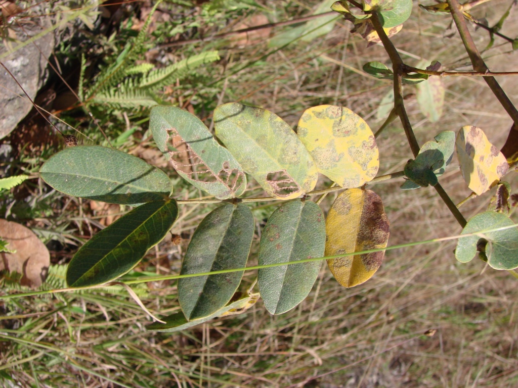 Senna pendula var. glabrata (Valamuerto), non-native California shrub / tree
