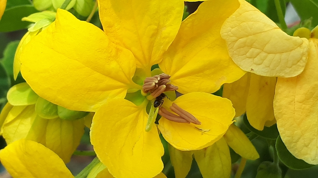 Senna sp., non-native California perennial