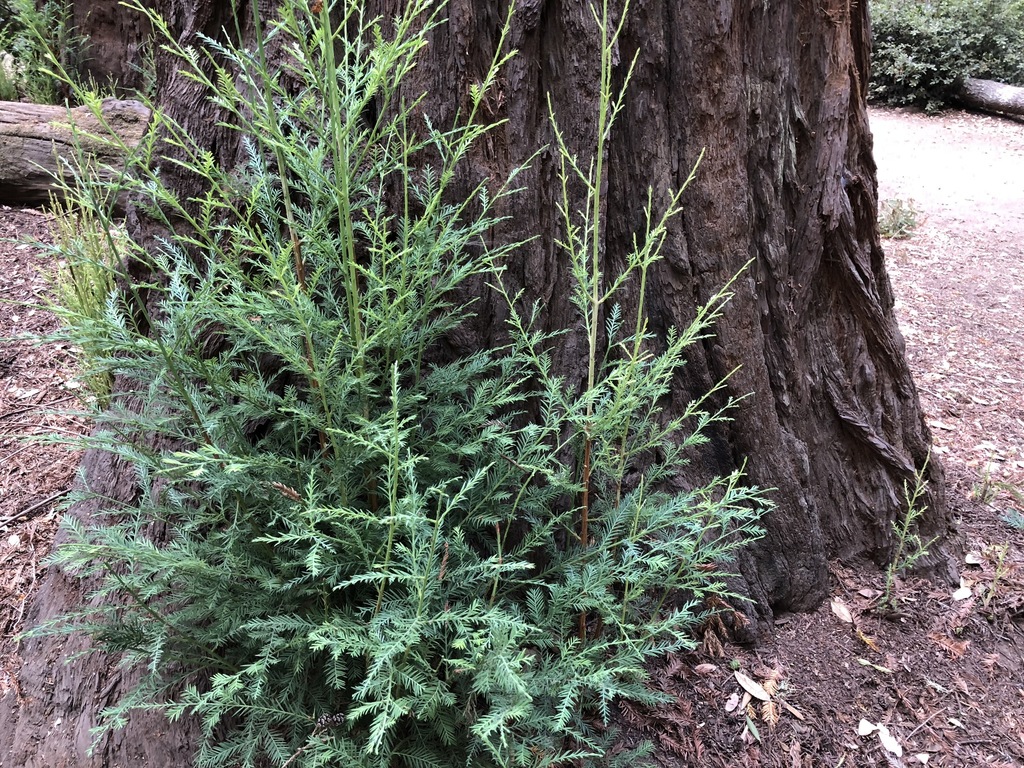 Sequoia sempervirens (Coast redwood), native California tree