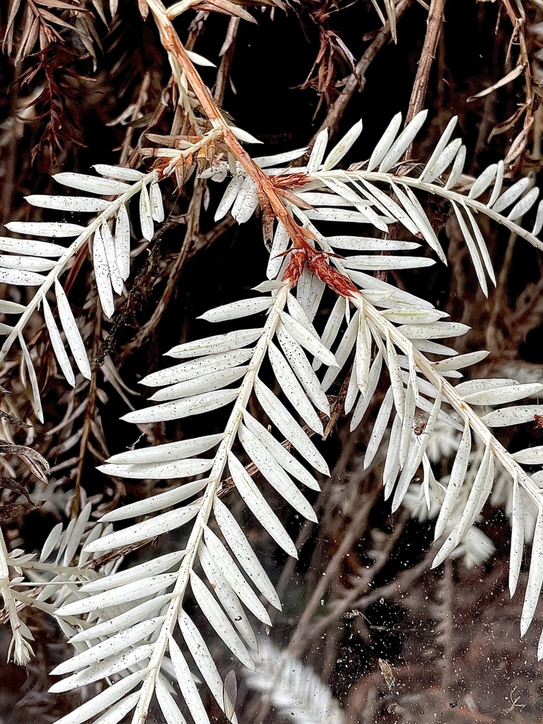 Sequoia sp. (Redwood), native California shrub