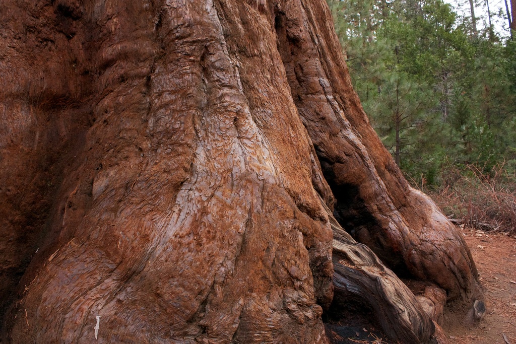 Sequoiadendron giganteum (Giant sequoia), native California tree