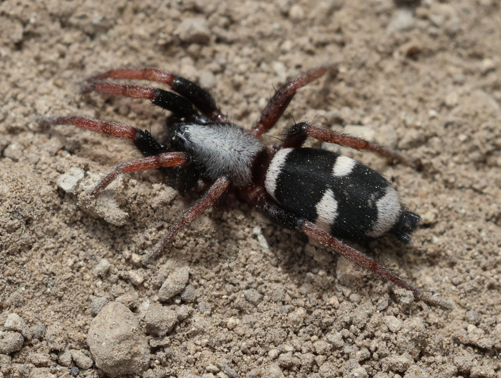 Sergiolus columbianus, California species