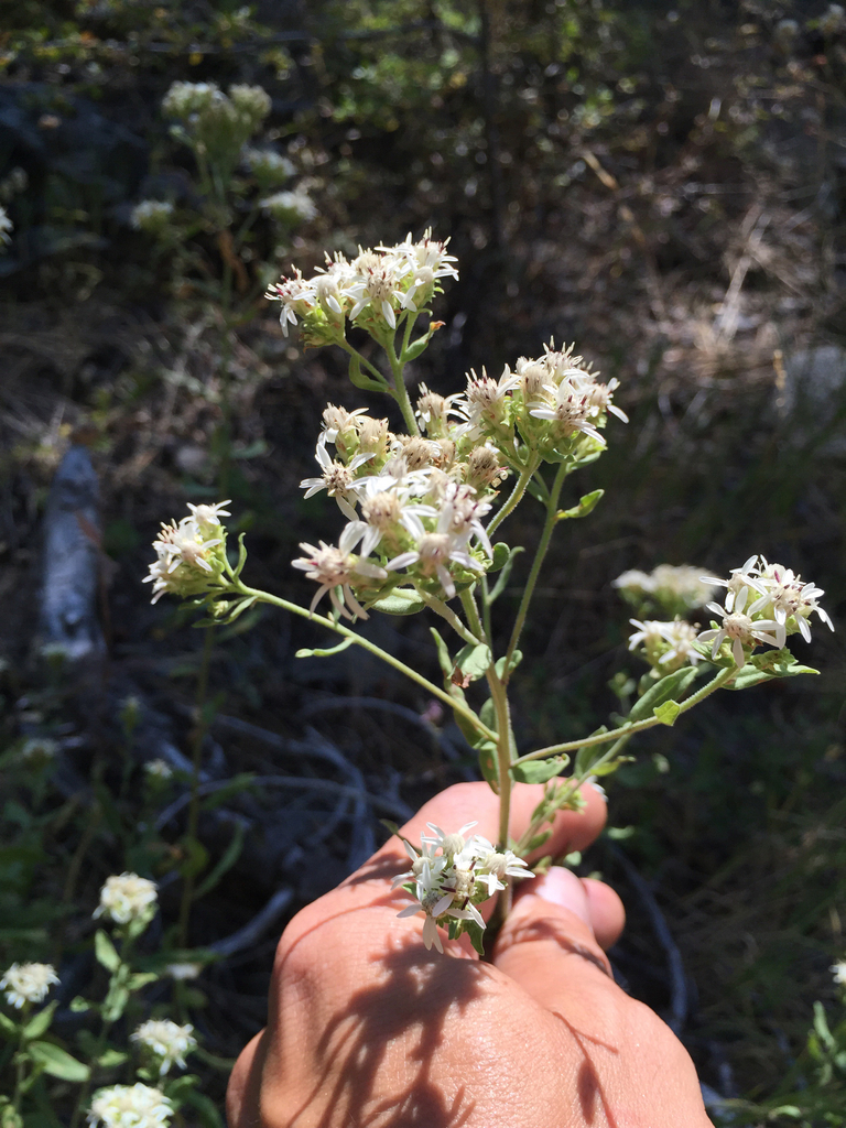 Sericocarpus oregonensis — parent species of Sericocarpus oregonensis subsp. oregonensis