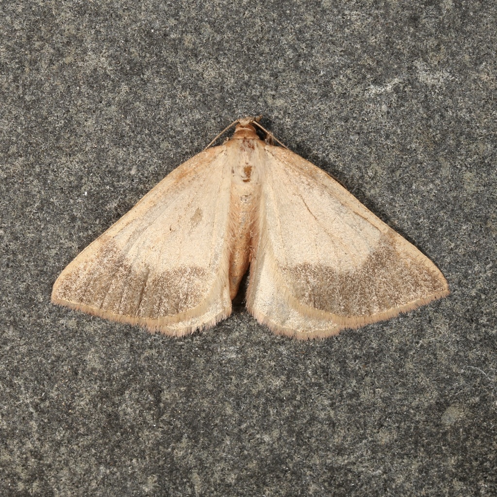 Sericosema juturnaria (Bordered Fawn), California species